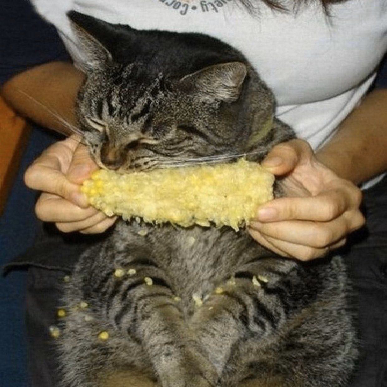 Is corn on the cob good for clearance cats