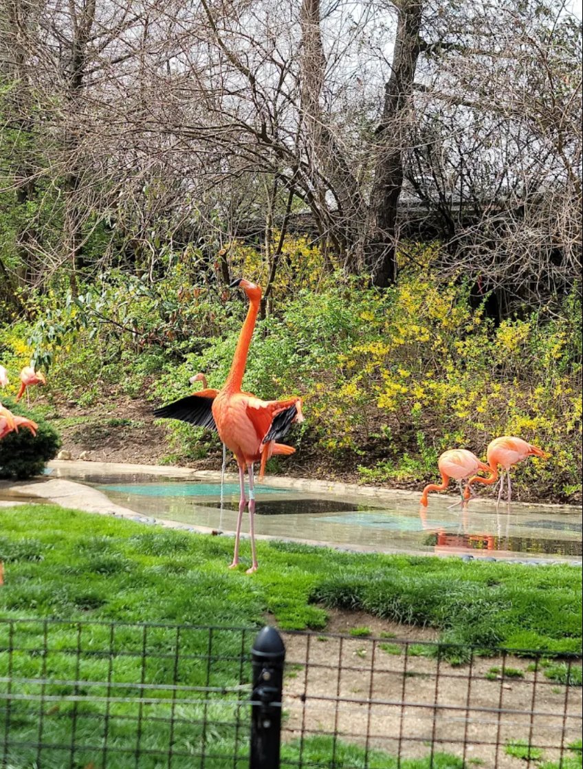Village in the Ville (@villevillage) on Twitter photo Columbus Zoo is Today 😄❗ Columbus Zoo is Today 😄❗
