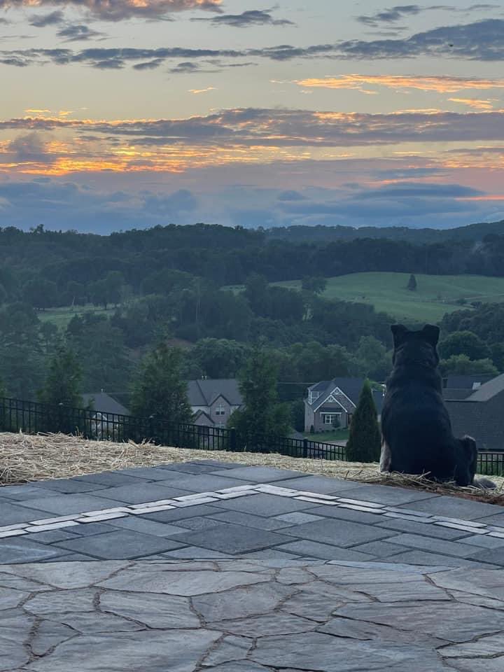 CarrieEckert4's tweet photo. Come join the Synthetic Biology team at ORNL in beautiful Tennessee (Gertie enjoys it)! We are currently looking for talented and motivated post docs! https://t.co/RxL8w4du0f https://t.co/ACxEgPKgJI