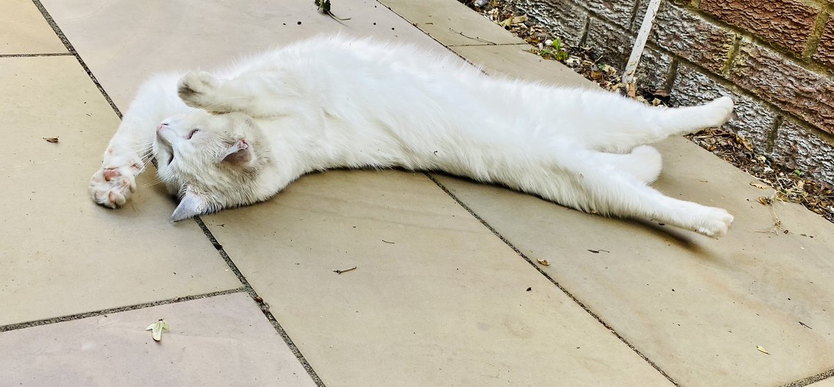 OssieAndLuna's tweet photo. @TreasuryMog Great cat, I’m late again 🙀 #GladdersYoga #Mcgrubby https://t.co/L5qu2ZPQKd