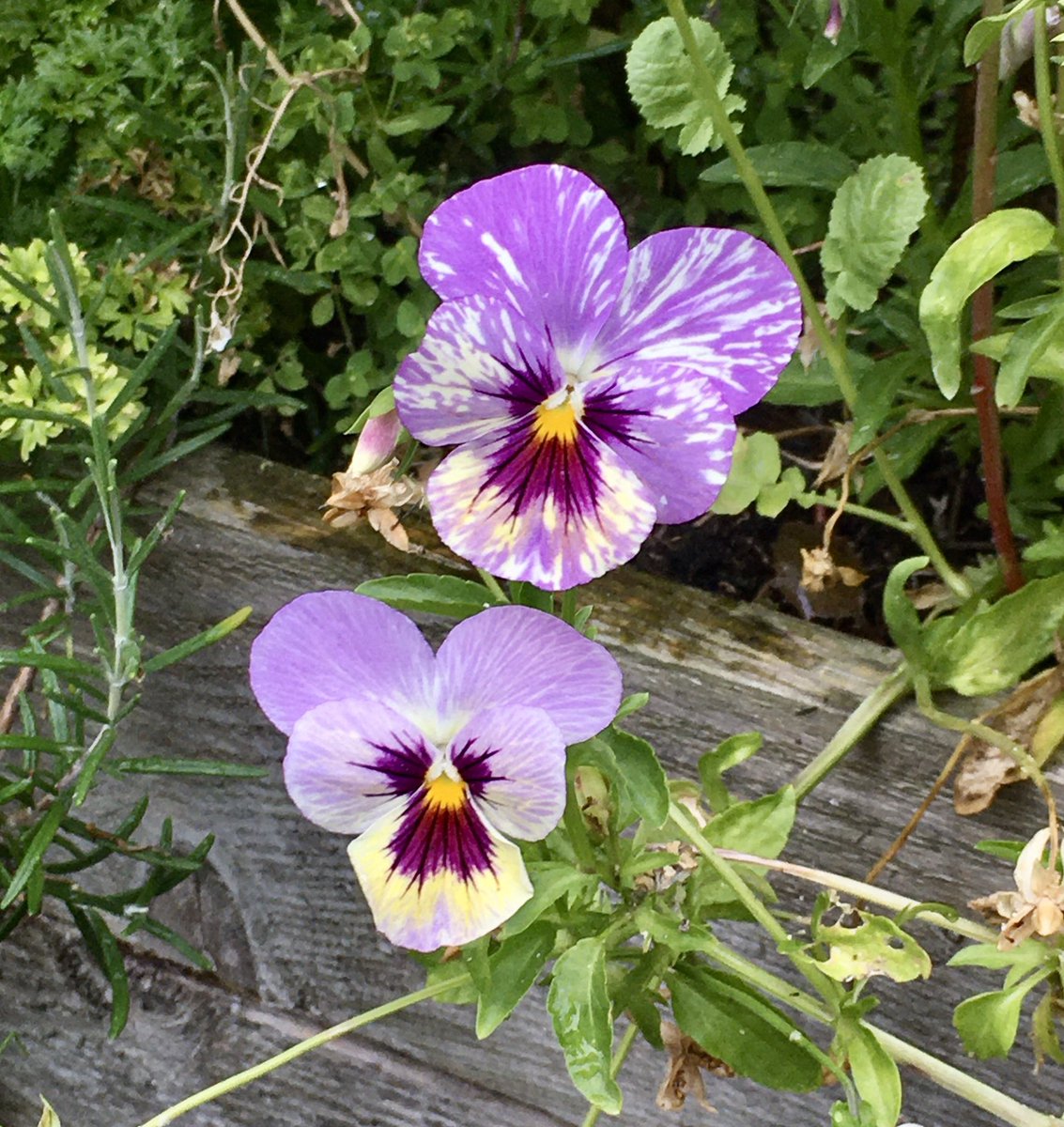 keithtesterliv1's tweet photo. Not just vegetables in the “Amazing what you can grow in a small space” plot, but gorgeous flowers too, love the patterns of the Pansy flowers. #smallplot #flowers #Pansies #gardening #purple https://t.co/6AdsZKR2Po