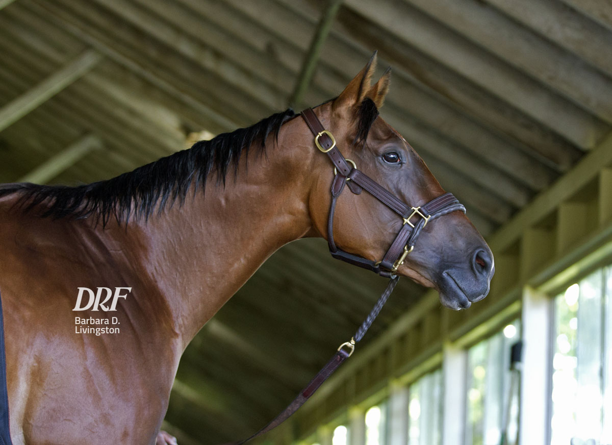 Daily Racing Form on Twitter "Del Mar, Gulfstream's Pick 5, the