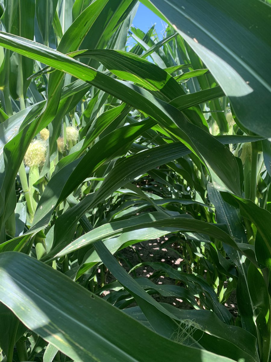 West Central IL 2nd year corn on corn.
Last year got smoked with Southern Rust, Anthracnose, Crown Rot and Tar Spot.
Wyffels W8148 looking strong so far.🤞 🤞 #wyffelshybrids