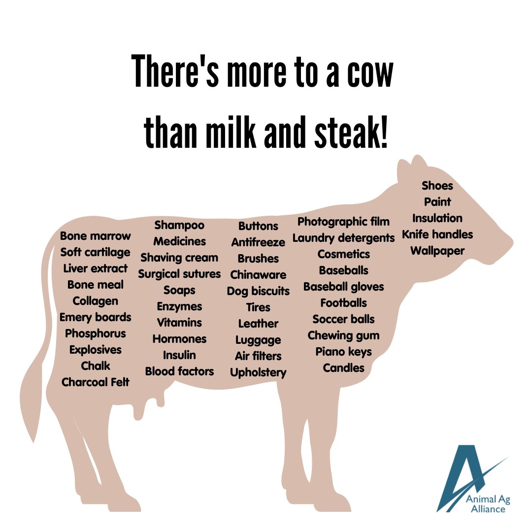 No part of the cow is wasted. Cows not only provide high-quality protein in the form of meat and milk, they also contribute important by-products to other industries! 💊💉 bit.ly/3CLEy8A