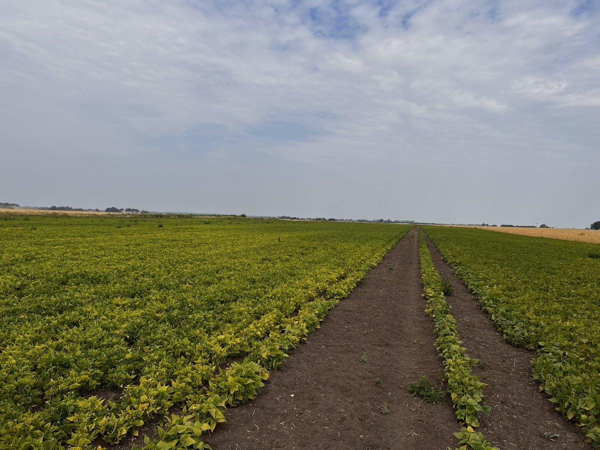 svanheyzen's tweet photo. Great to look at our haricot #beans trial in Lincs today. Needs some Mn and Mg but prospects look good for some home grown #bakedbeans … here’s to hoping for a good harvest…. @AgriiUK @GBSeeds @warwickuni #innovation #crops #letsgrowtogether @_LoveWGP https://t.co/JzEzXbYHQY