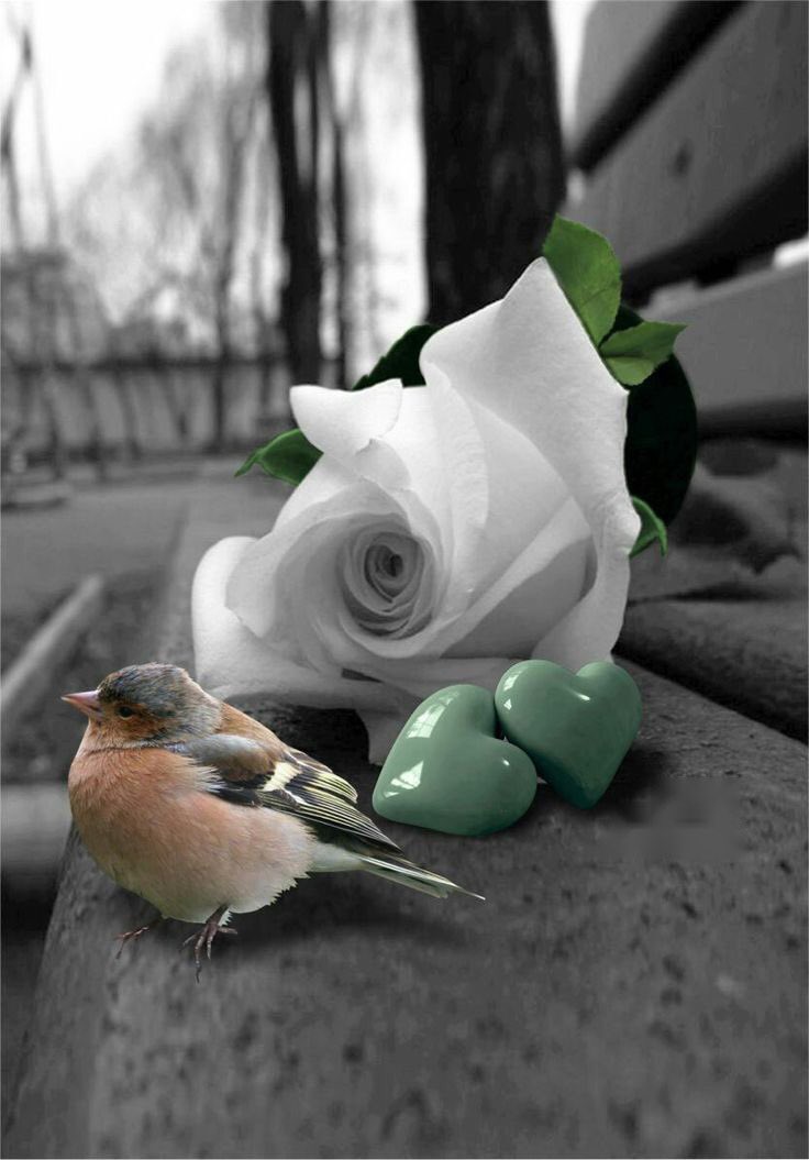 في #ساعةٍ حاولتُ فيها
أن أُسيءَ لمن ظلم

فكتمتُ جرحي ثم قلتُ:
إذا سلوتُ سيلتئم

لم #أنتصِرْ لكنني
رغم الأسى لم أنهزمْ

دار الزمان عليهم
فتجرّعوا ضعْفَ الألم

ندموا على جرحي فهل
يكفيكَ يا جرحُ الندم ؟!

دهرٌ تلذُّذ من عفا
ودقائقٌ لمن #انتقمْ !

.