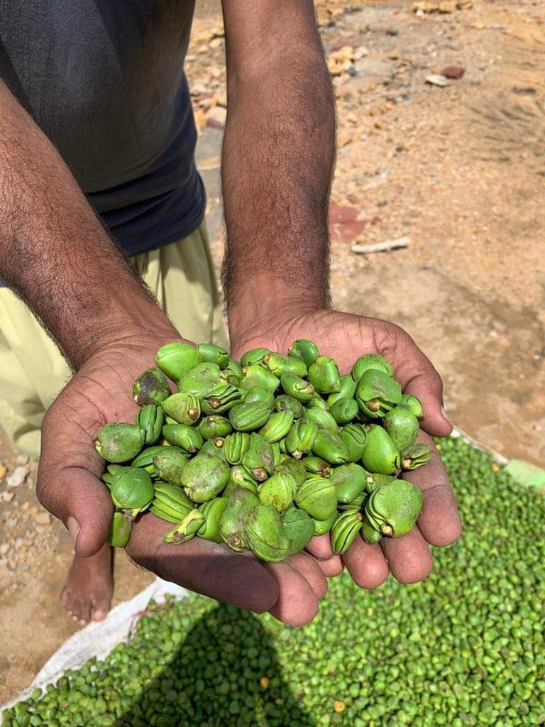 ShehzadSadiq6's tweet photo. Seeds/Propagules of all four  mangrove species available in Indus Delta. 1. Avicennia marina 2. Aegicerus corniculatom 3. Ceriops tagal 4. Rhizophora mucronata https://t.co/0URR8rVBXg