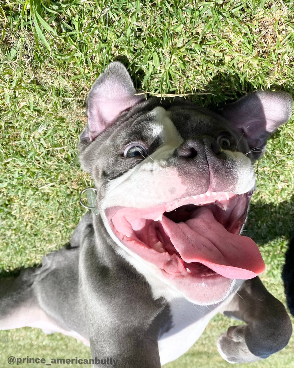 There’s nothing happier than a happy dog.