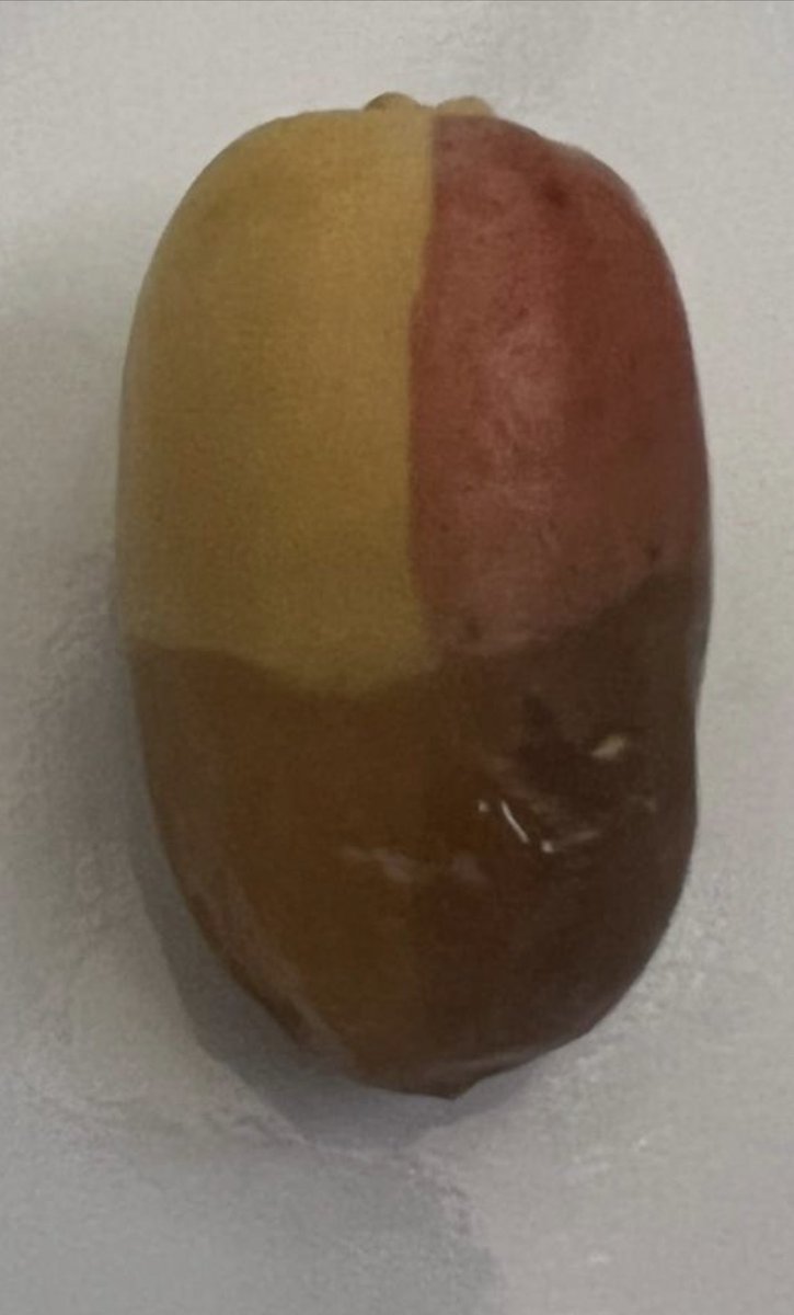 سبحان الخالق. هذه من إنتاج نخل الغر من مزرعتنا في الزلفي صباح هذا اليوم 12/21