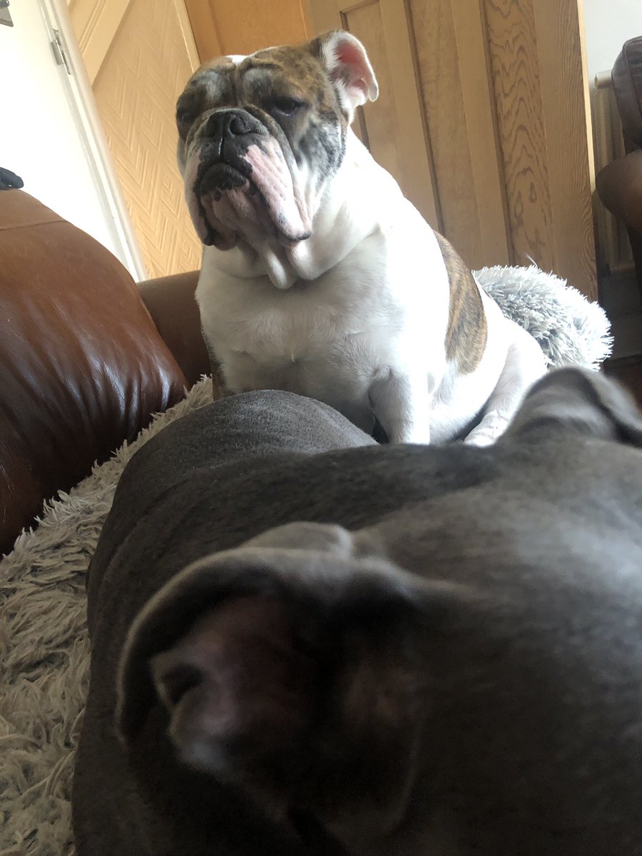 DrGar5's tweet photo. When the scales says no weight loss this week and yet you know you havenโt received any treats either #somethingdoesntaddup #dog #dogs #dogsarefamily #dogsofinstagram #weightloss https://t.co/OT4ElaXXdA