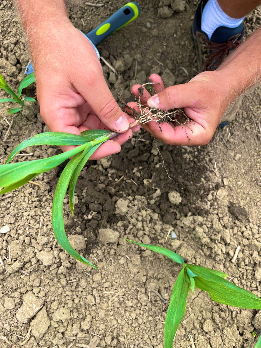 Corrig21's tweet photo. Nice (& HOT) day for some learning at Ontario Crop Diagnostic Day at @RidgetownCampus. Great to be back in person!
#OCDD #ontag https://t.co/s1QX9wOjHu