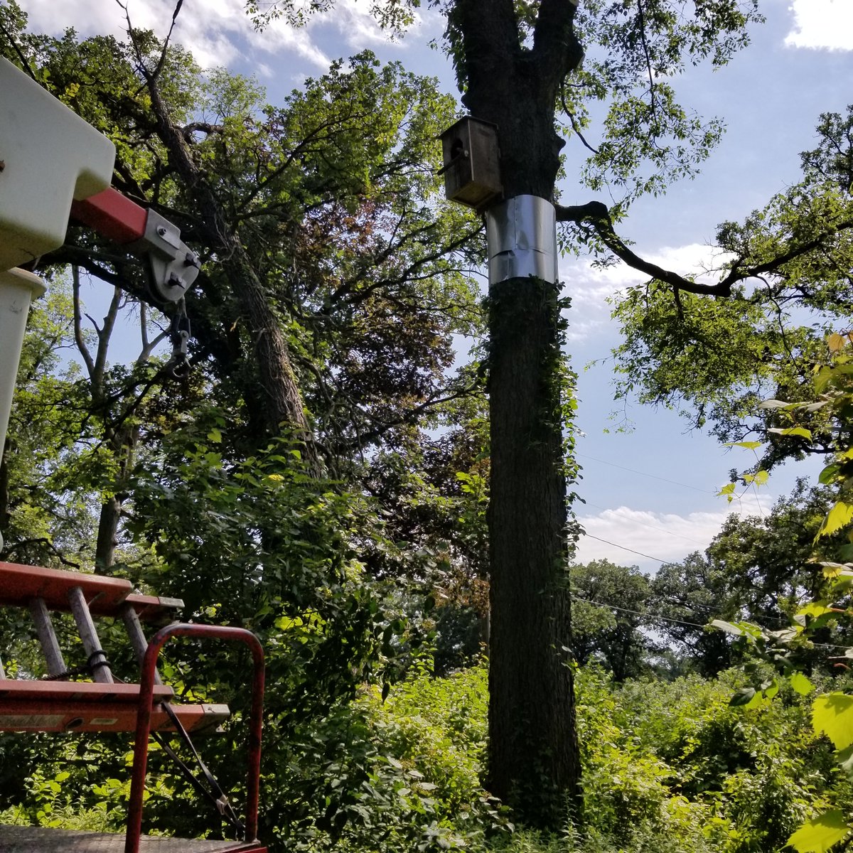Volunteers in BFI Community, Cedar Falls, installed two Barred Owl nesting boxes in a diverse habitat area. They worked with the Prairie Rapids Audubon Society for ideas and funding. 

Check out the BFI Resource Page for Nest Box/Bird Feeder Plans! birdfriendlyiowa.org/Resources/