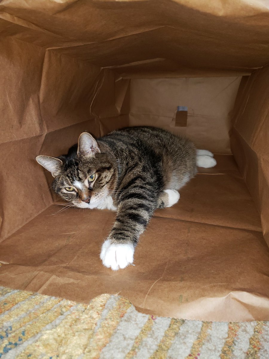 MissDownload's tweet photo. @DaynaECopeland This is Sam in his paper bag house. Good thoughts your way! https://t.co/ObWYat6yU5