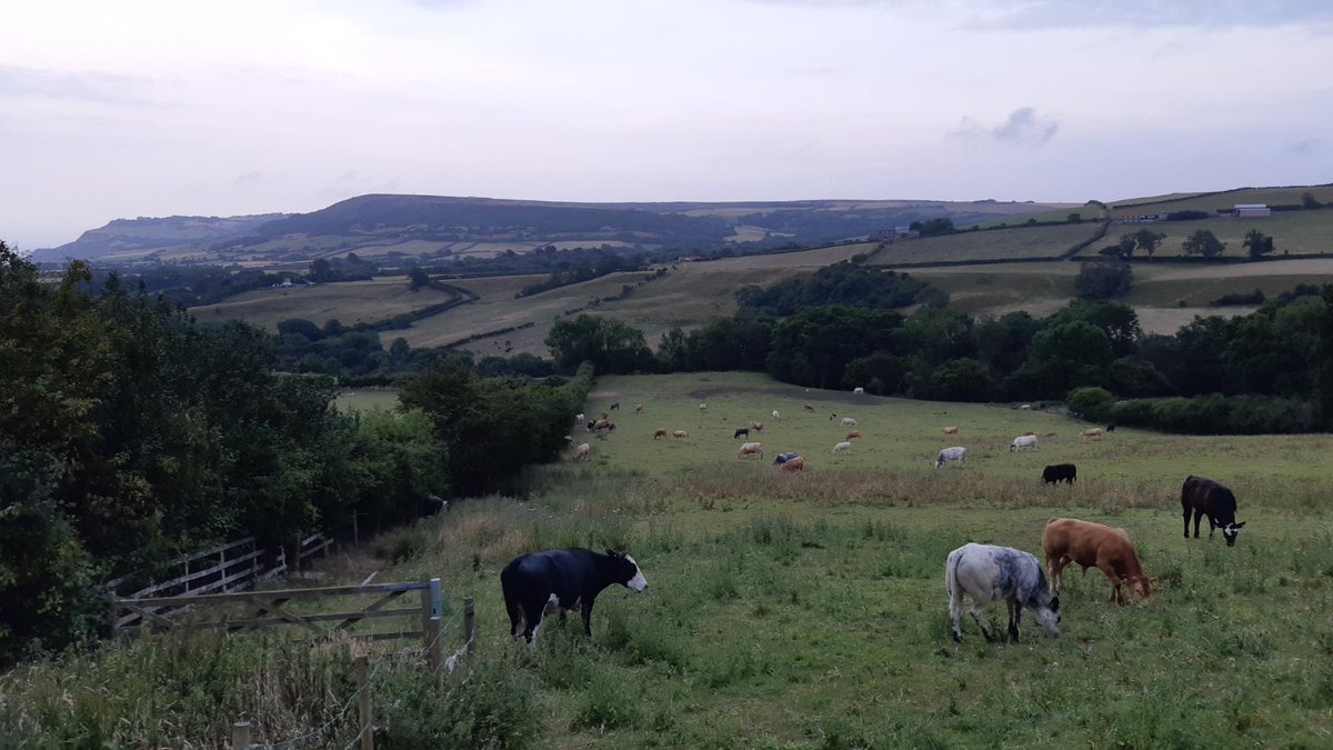 Pipsticks Walks tweet media