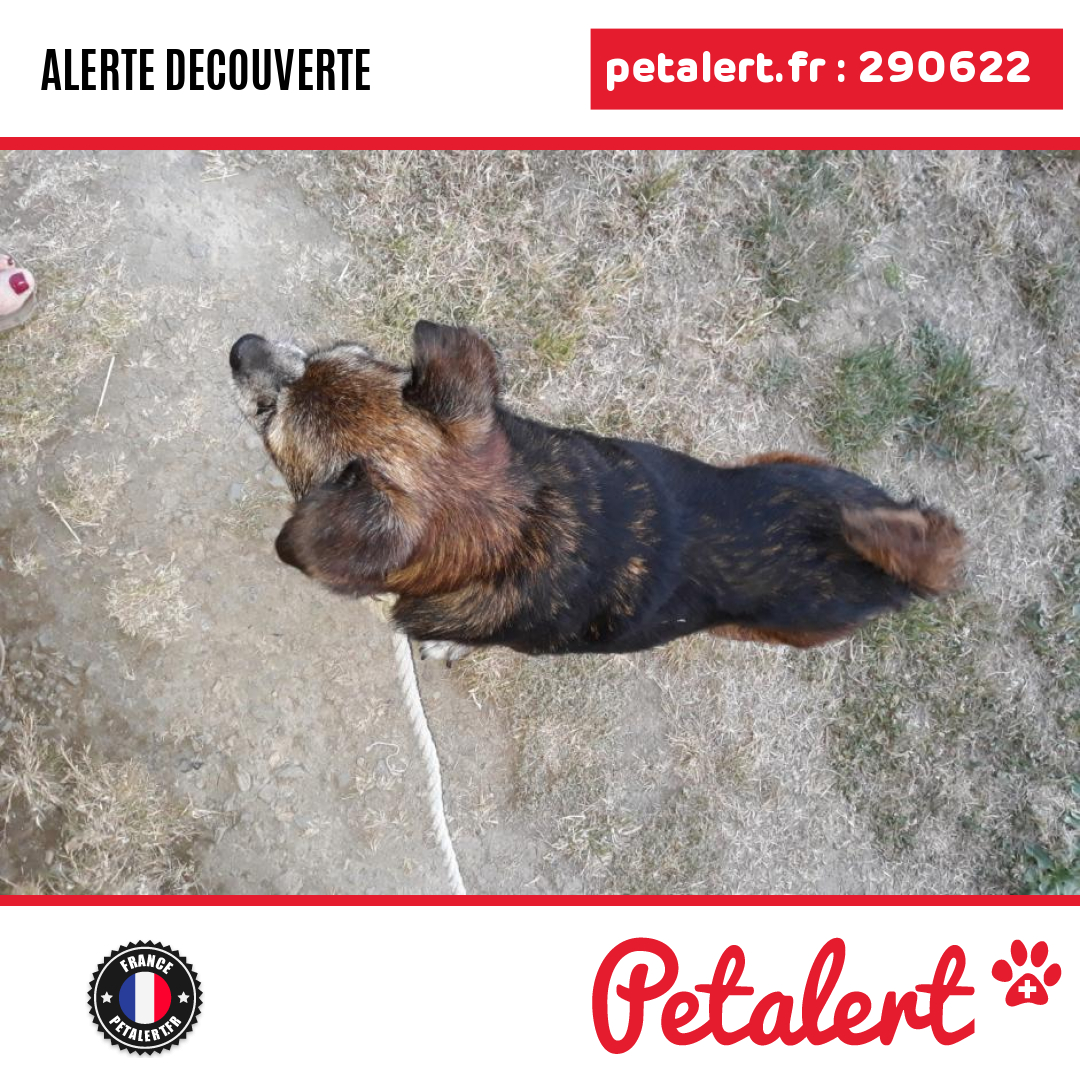 petalert_france's tweet photo. Trouvé #Chien #IlleEtVilaine #Plesder #Petalert #PetAlert35 / https://t.co/xbOpL8BEAr https://t.co/CpgK9ieLsi
