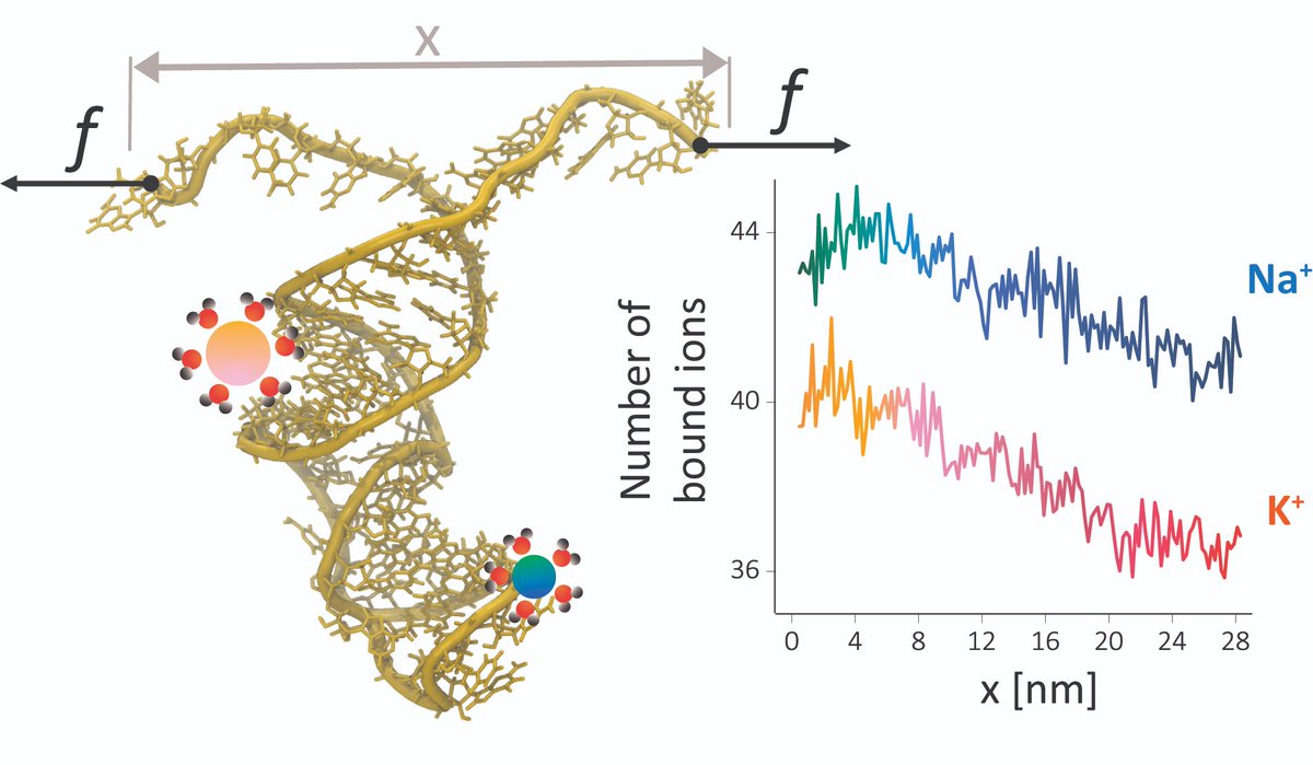 AnjaKnechtel's tweet photo. Our newest publication shows why different monovalent ions stabilize RNA differently. Now published in @ScienceAdvances 
@KirmizialtinL @davethirum 
https://t.co/8fUlQU3eqf https://t.co/MMu2xuQO1y