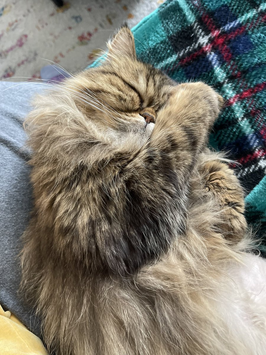 Tara Hutson tweet media