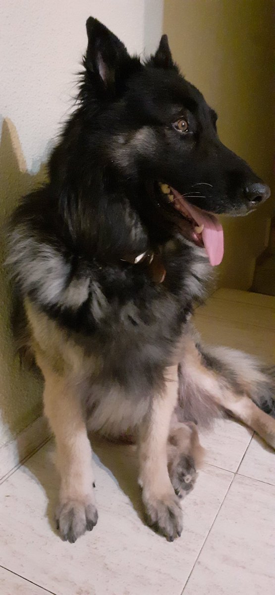 PhyroFire's tweet photo. Hoy cumple 8 añitos ❤ https://t.co/h4n8qI0VuT