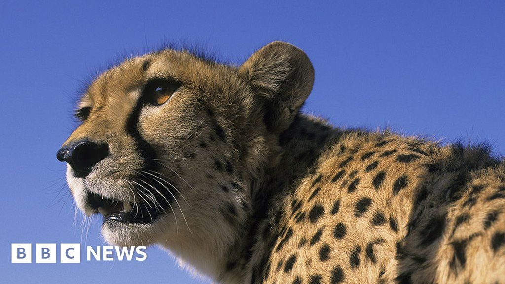 Cheetahs to be Reintroduced in India in August; How Did the World's Fastest Land  Animal First Come to This Country? | Science Times