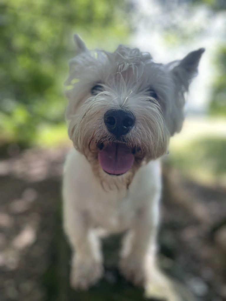 Justine2702's tweet photo. @DaynaECopeland This is Douglas, he says hi to a very brave boy x https://t.co/bD7nlr03ii