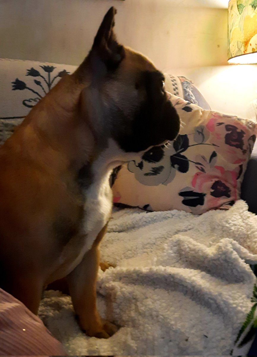 auldyth's tweet image. 17 has had 'a friend' over today. I gave fair warning that I was returning home from work earlier than expected. Still here, innocently playing video games.
Meanwhile, Sidney the #Frenchie is quite beside himself with excitement.