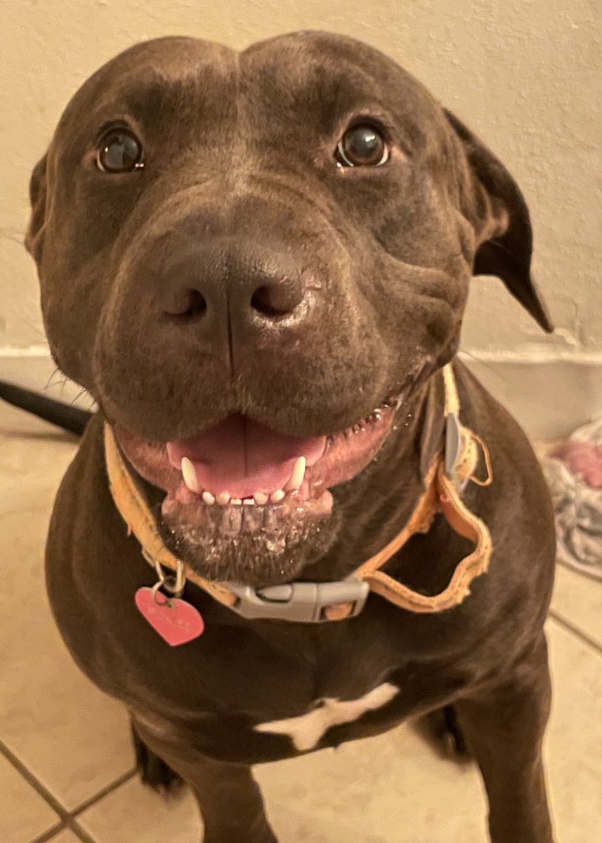 ShmaylaKayla's tweet photo. Looking for a home for this sweet girl! 
She loves all humans but needs to be in a house where she is the only pet. 
Please message me if you are interested in fostering or adopting Pickles. https://t.co/9hg5ryd1pZ