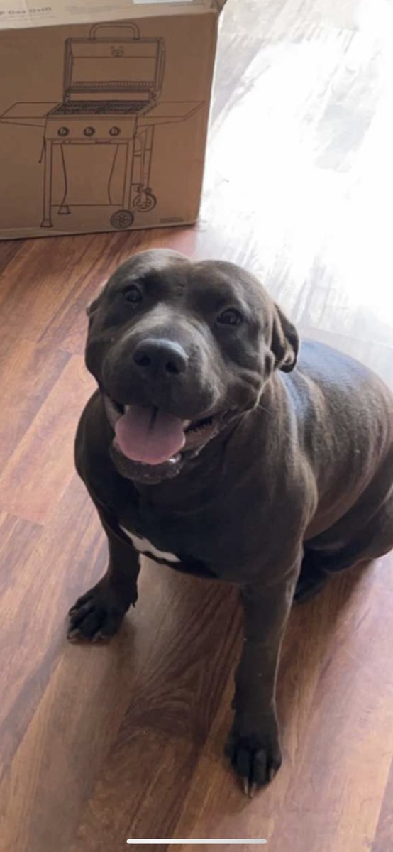 ShmaylaKayla's tweet photo. Looking for a home for this sweet girl! 
She loves all humans but needs to be in a house where she is the only pet. 
Please message me if you are interested in fostering or adopting Pickles. https://t.co/9hg5ryd1pZ