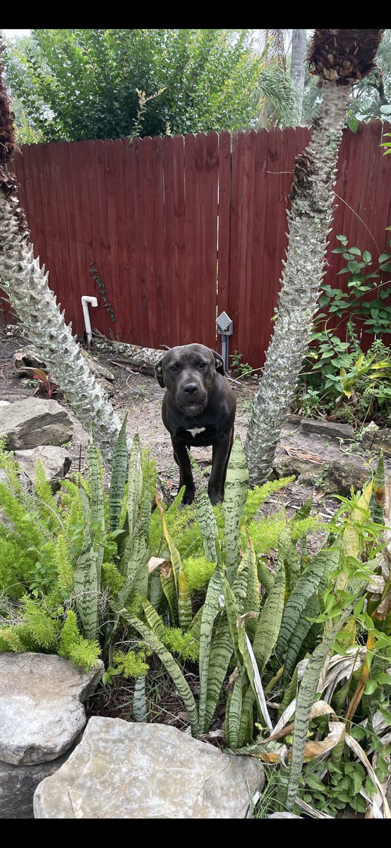 ShmaylaKayla's tweet photo. Looking for a home for this sweet girl! 
She loves all humans but needs to be in a house where she is the only pet. 
Please message me if you are interested in fostering or adopting Pickles. https://t.co/9hg5ryd1pZ