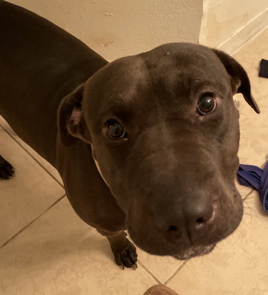ShmaylaKayla's tweet photo. Looking for a home for this sweet girl! 
She loves all humans but needs to be in a house where she is the only pet. 
Please message me if you are interested in fostering or adopting Pickles. https://t.co/9hg5ryd1pZ