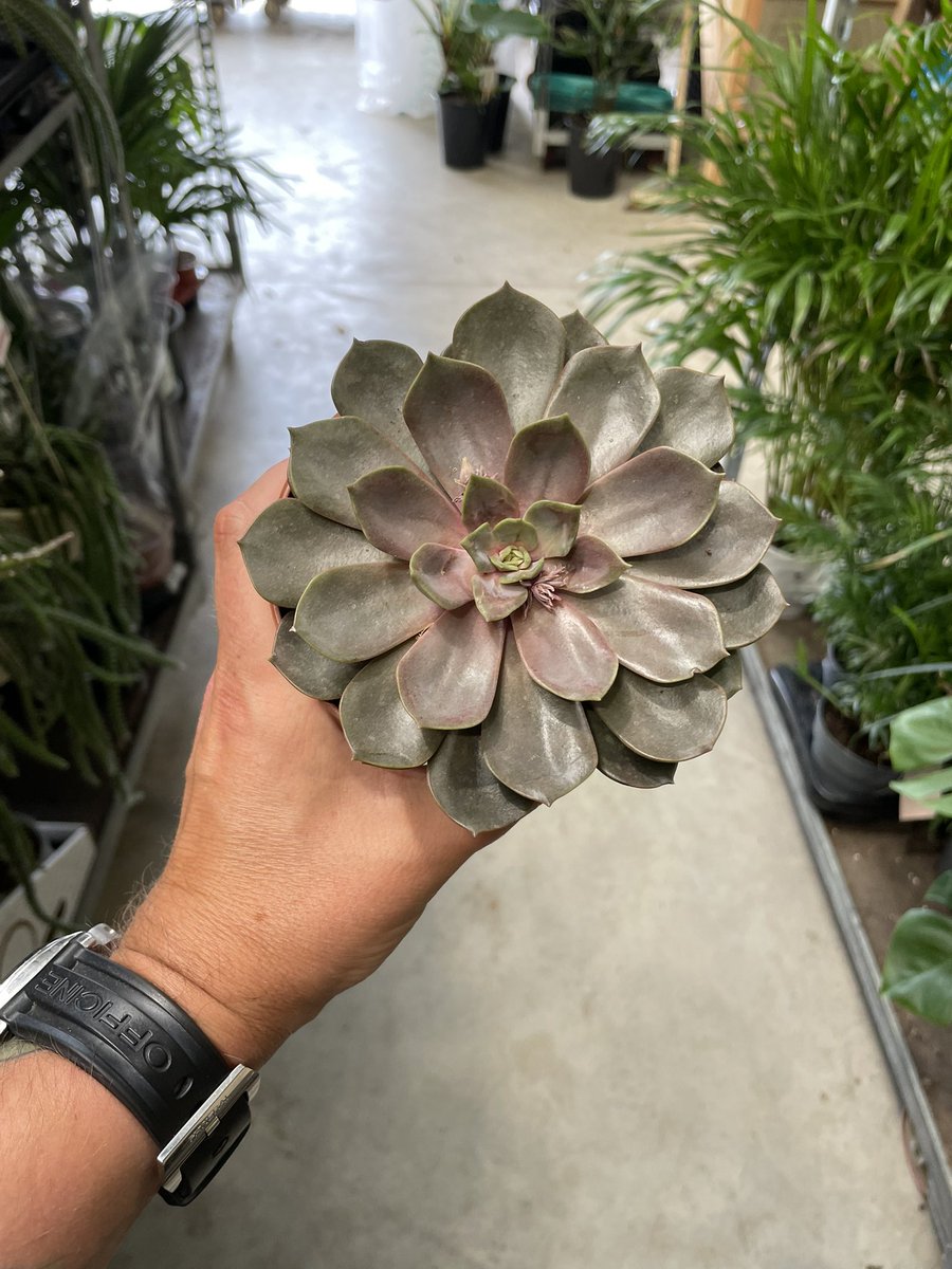 houseofkojo's tweet image. These little succas don’t mind the heat #ukhouseplants #echiveria