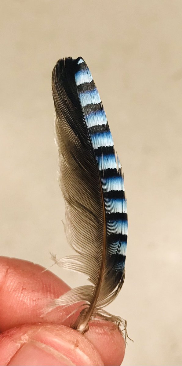 tryangling's tweet photo. @Waz_200 Snap… Jay 👍 https://t.co/OCkUoxRgdx