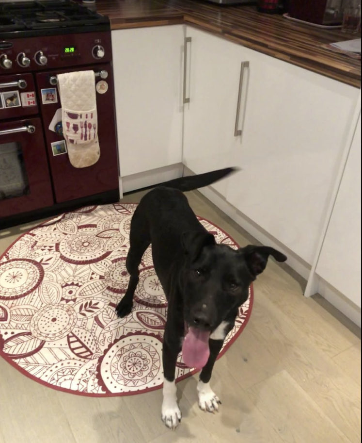 The King & His Shadow tweet media