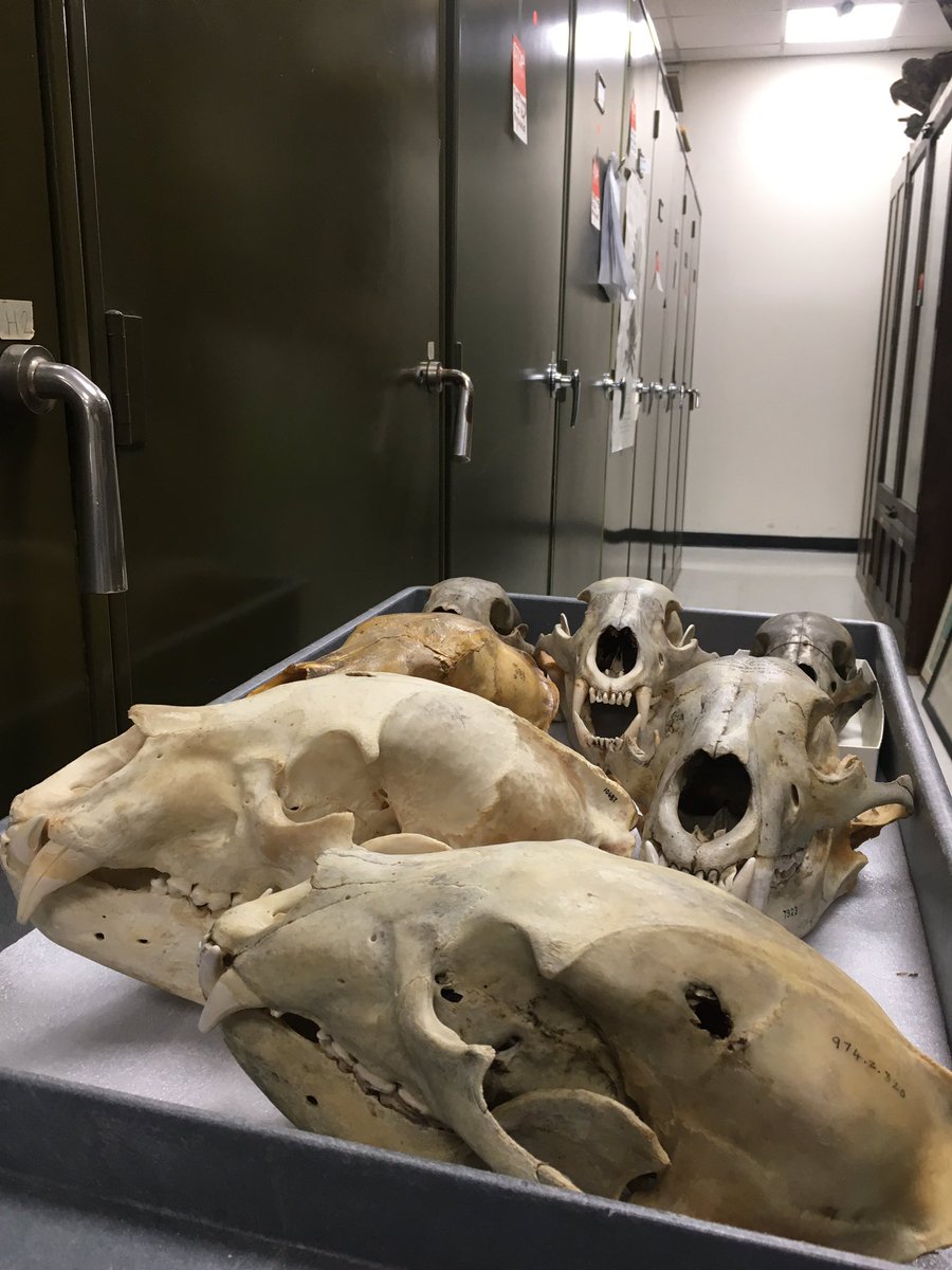 BrennaAFrasier's tweet photo. Images of carnivores are being taken today as part of a photogrammetry study. Here are some of the Ursus (bears) on their way to the shoot. #naturalhistory #collectionsresearch https://t.co/Tay4GEpzqW