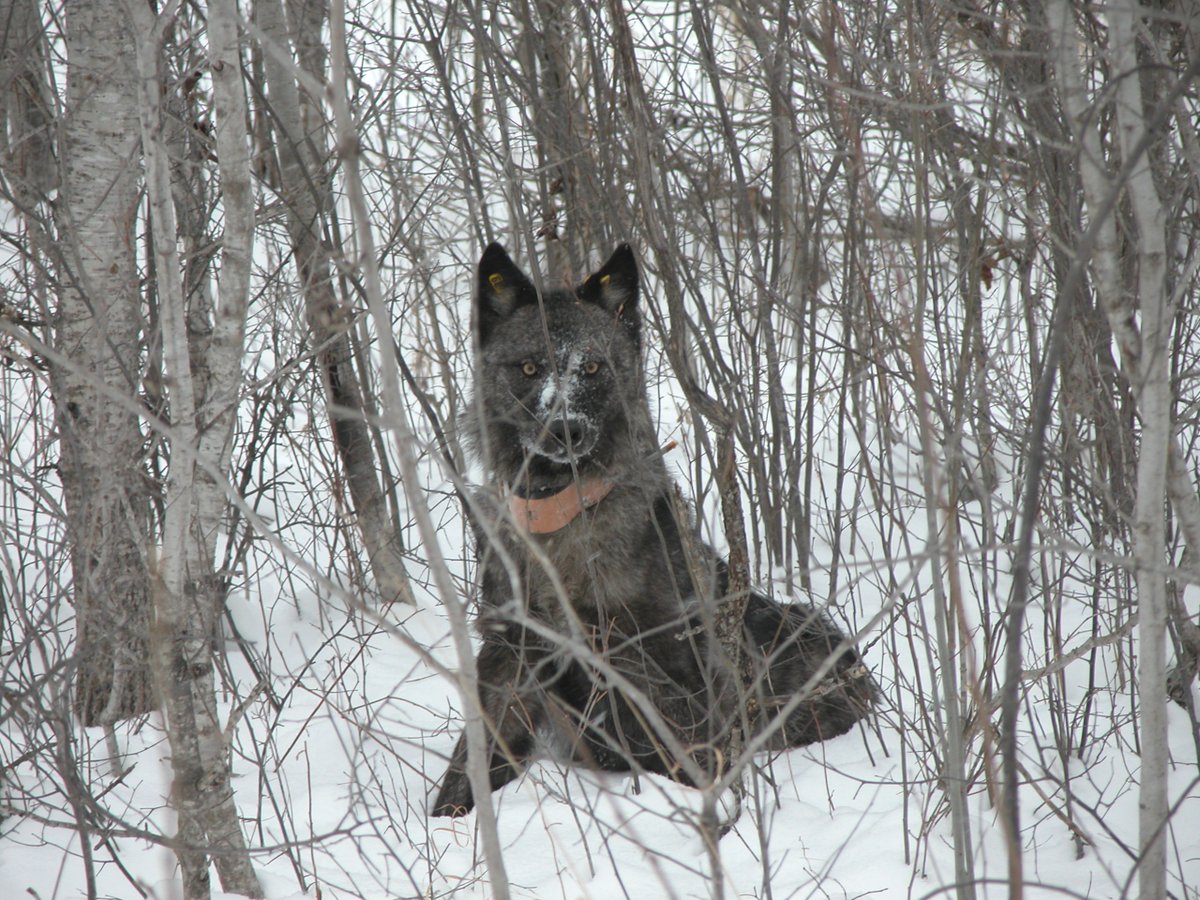 mn_wildlife's tweet photo. This wolf's sporting a collar🐺Since 2012, Minnesota DNR has conducted an annual wolf population estimate, based on average territory size and pack size of radio-collared #wolves. DNR also uses trail cameras, den checks and track surveys to monitor this elusive carnivore. https://t.co/BnyS5bSpGH