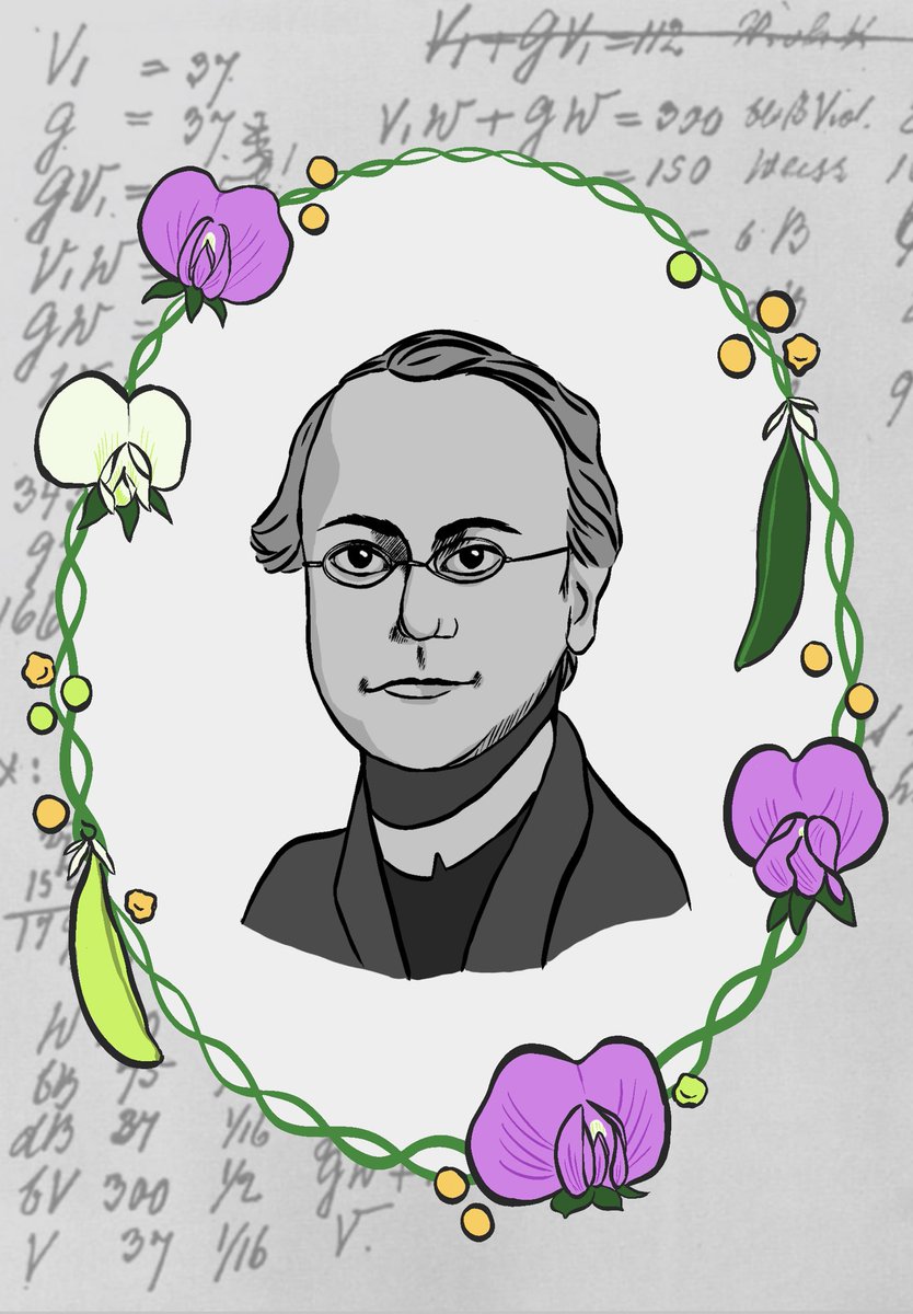Happy 200th birthday to Gregor Mendel! 
🧬🌱📝
In honour of his fundamental contributions to the field of genetics, I made this drawing (with a couple of little Mendelian Easter eggs thrown in 👀)
#Mendel200