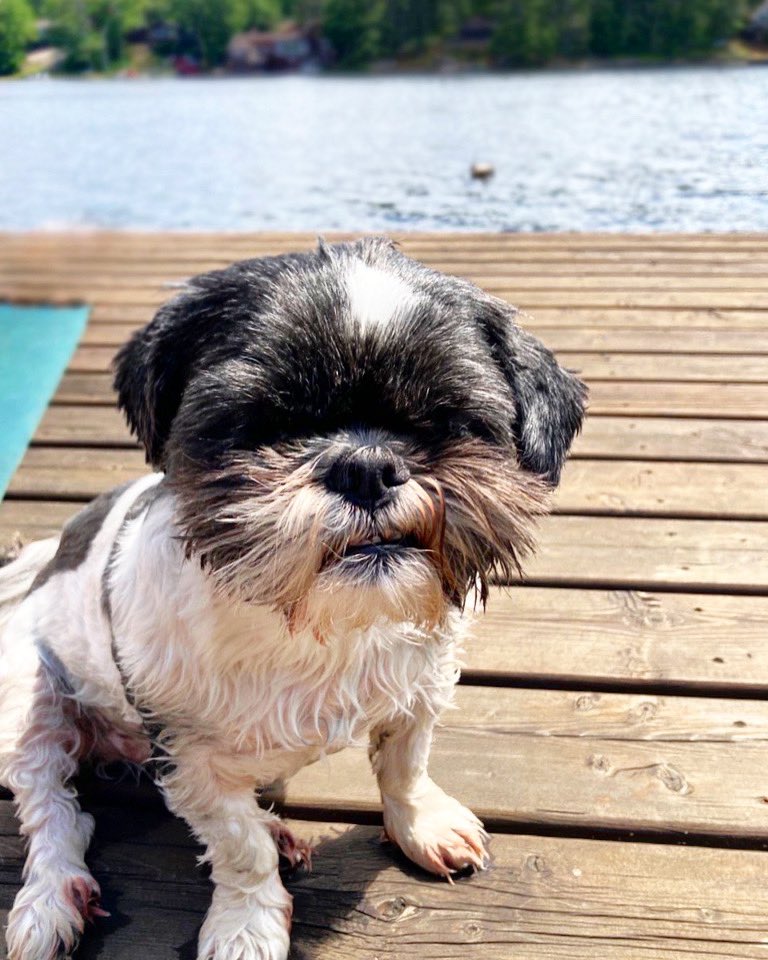 Getting on the water is the only way to beat this heat wave 🌞🔥🌊 

#shihtzu #gravenhurst #cottagelife #shihtzusofinstagram #heatwave #beatingtheheat