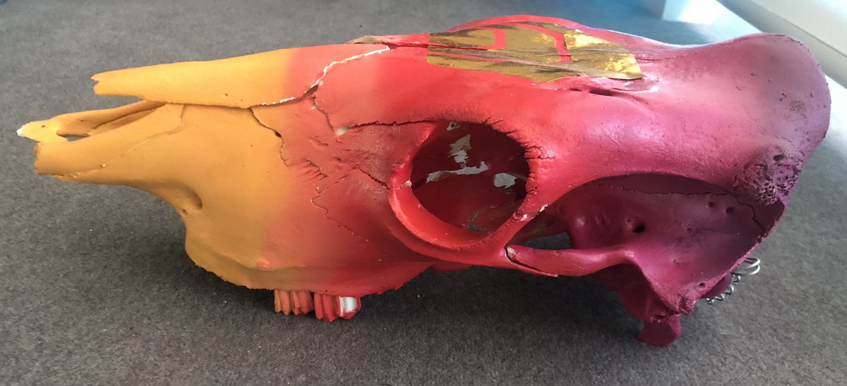 hexmac's tweet photo. Proud owner of the only $HEX skull in existence 💯💯💯🔥🔥🔥❤️‍🔥❤️‍🔥❤️‍🔥

1 of 1 Baby!!!! 

Shoutout to @prometh03536908 for making this gem for me 🙏 https://t.co/yquMzU4wZB