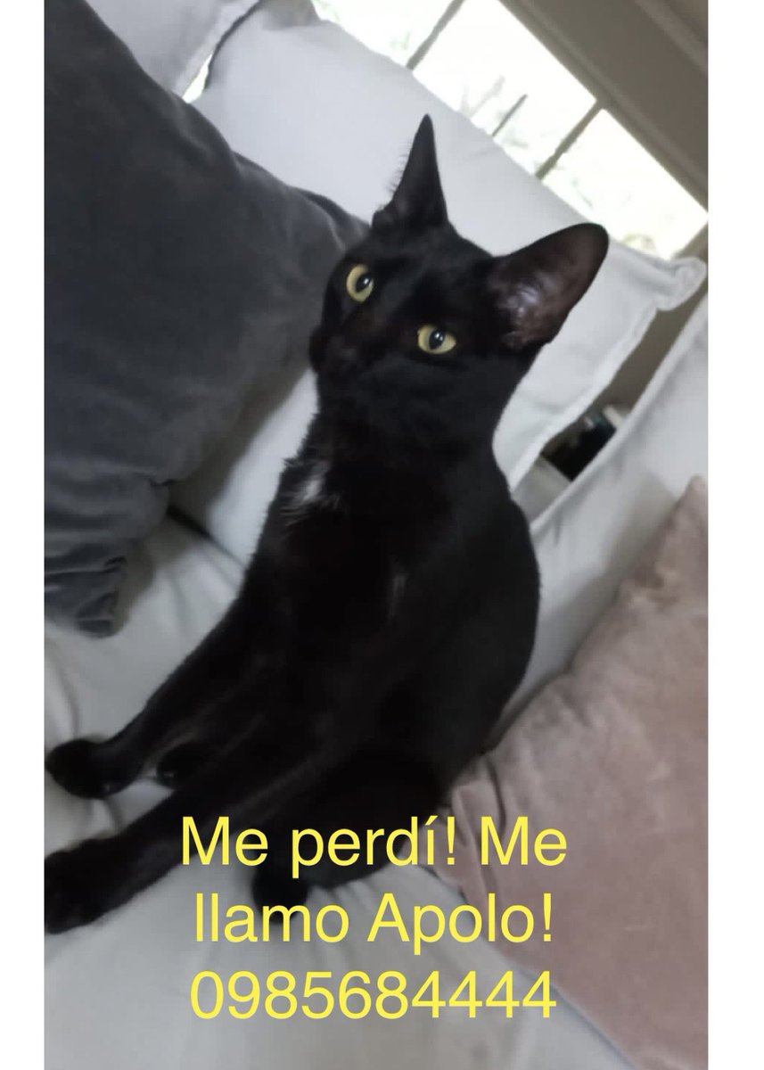 Perdimos a Apolo! En Primer Presidente casi Itapua. Por favor contactar al teléfono