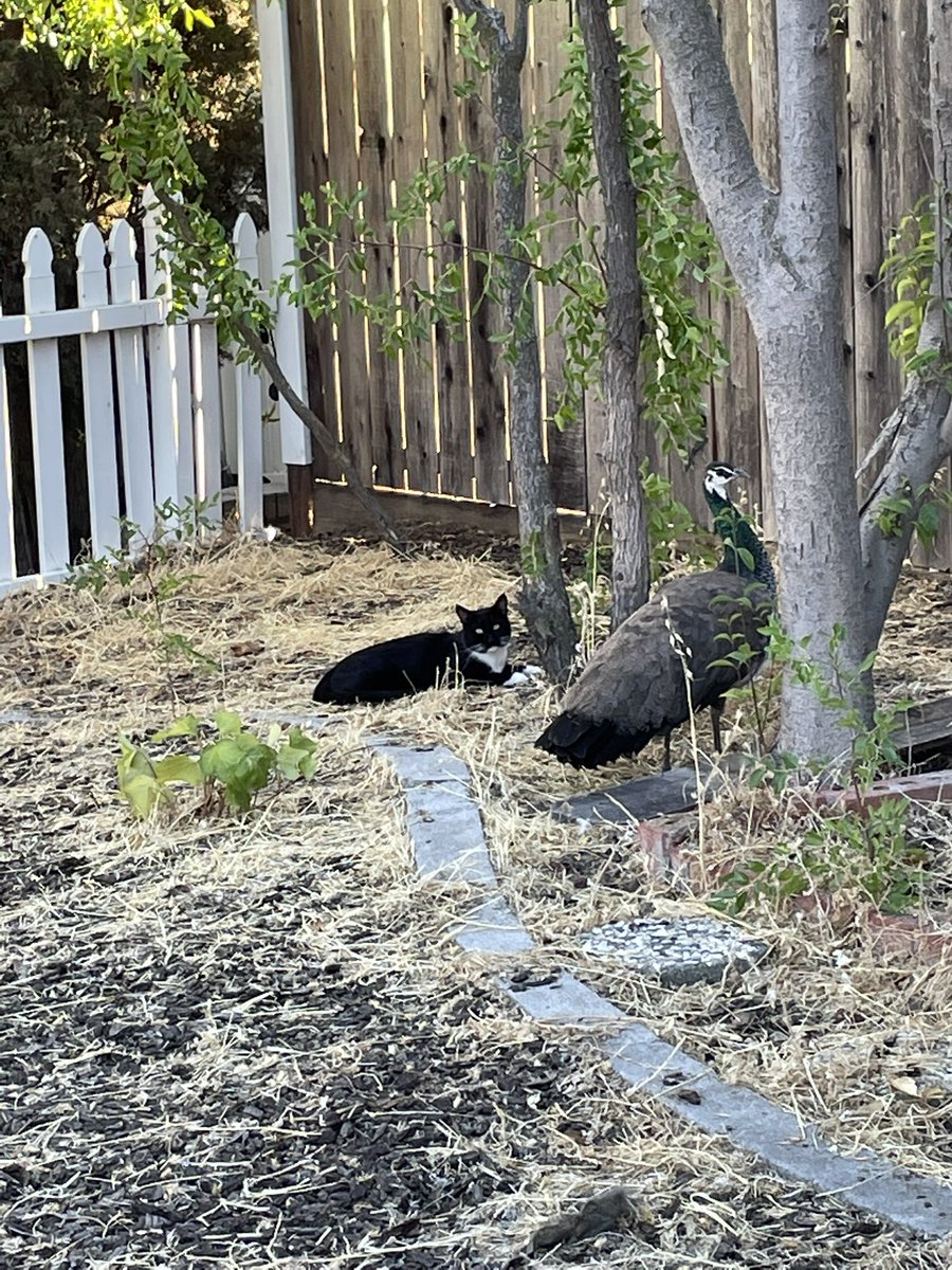 RT @feederofcats: what is happening in my yard today fr whos peacock https://t.co/jwJi4mv35W