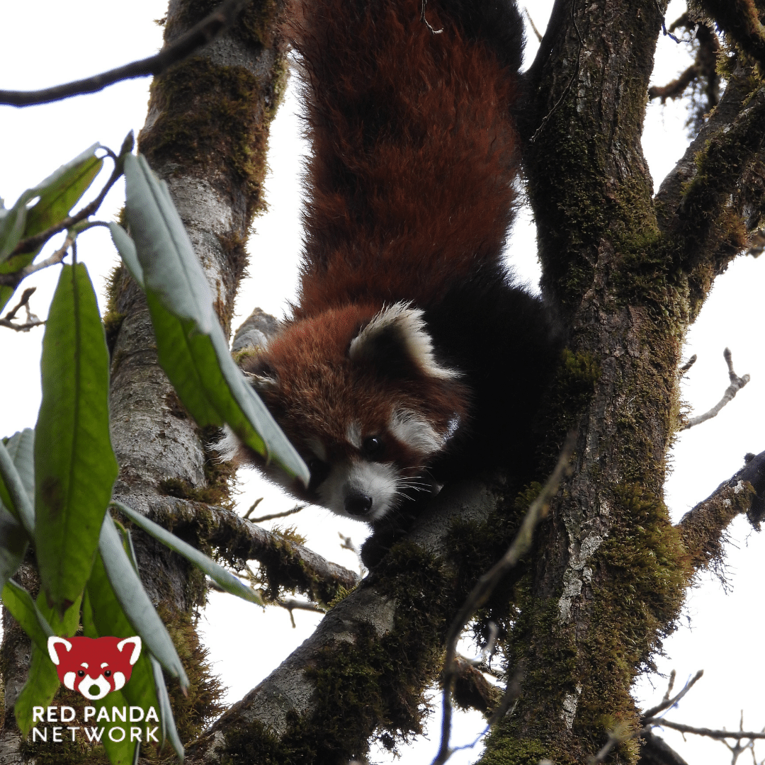 RedPandaNetwork's tweet photo. Thanks to you, our wonderful donors, we completed anti-poaching patrolling in 7 Community Forests in western Nepal! 🙏 
Our anti-poaching teams removed 7 traps meant for wildlife (including red pandas) during the patrols. 🐾 https://t.co/C4bBPYjA0t