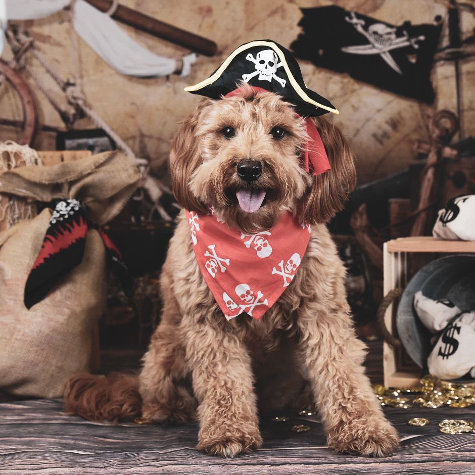 Evelyn McEntee tweet media