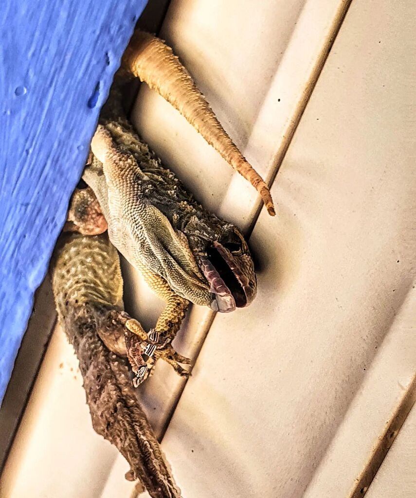 Gusox's tweet photo. Todo pasa... Pero también todo llega, no lo esperes
.
.
.
.
.
.
.
.
#reptilesofinstagram #reptiles #animals #nature #gecko #animalsofinstagram #geckos #naturephotography #photo #happy #animalphotography #geckosofinstagram #samsunggalaxys10 #samsungphoto… https://t.co/M3bxnonLWu https://t.co/TwdXZUafZx