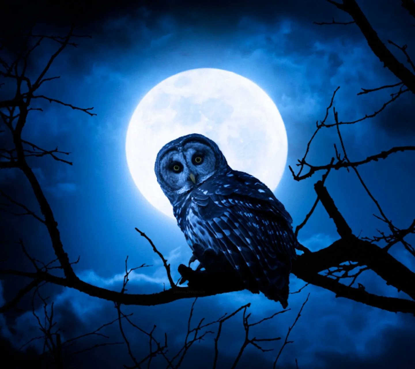 Сова ночное животное. Ночная Сова.(Night Owl).1993. Филин ночью. Сова. Сова в лесу.