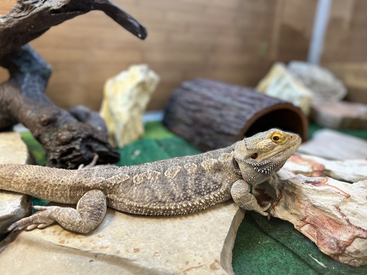 Meet Newton, MOSS's Pogona or Bearded Dragon. 🦎
Newton is one of MOSS's Animal Ambassadors, traveling to classrooms, camps, and programs to meet and teach friends about reptiles and ecosystems.