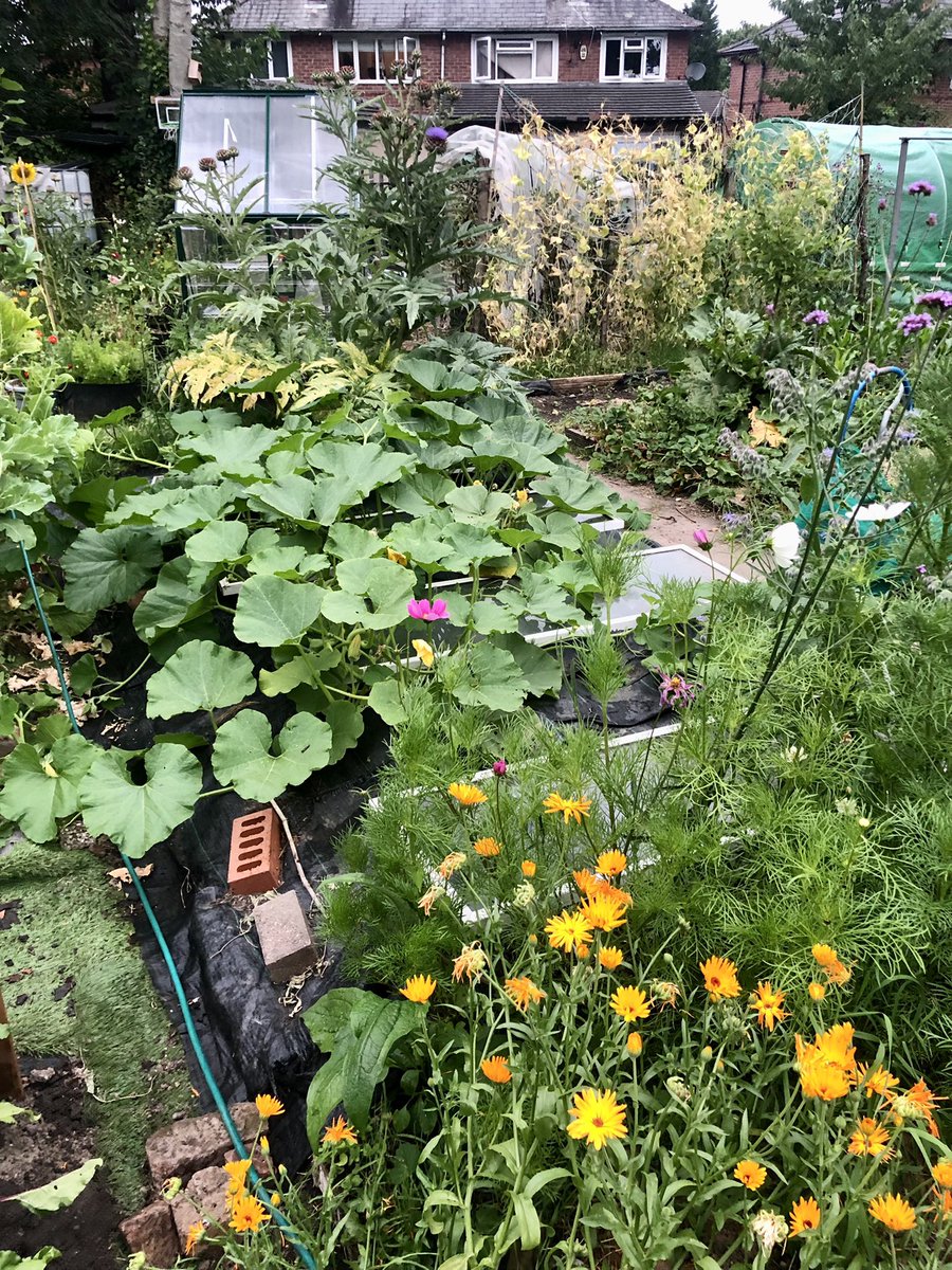 Was pretty worried what I was going to find at the allotment tonight after the heatwave...🔥 but everything has survived and is bigger than ever 😌🤩 
Such a magical time of year for people who love to watch their garden grow🌱❤️🥰