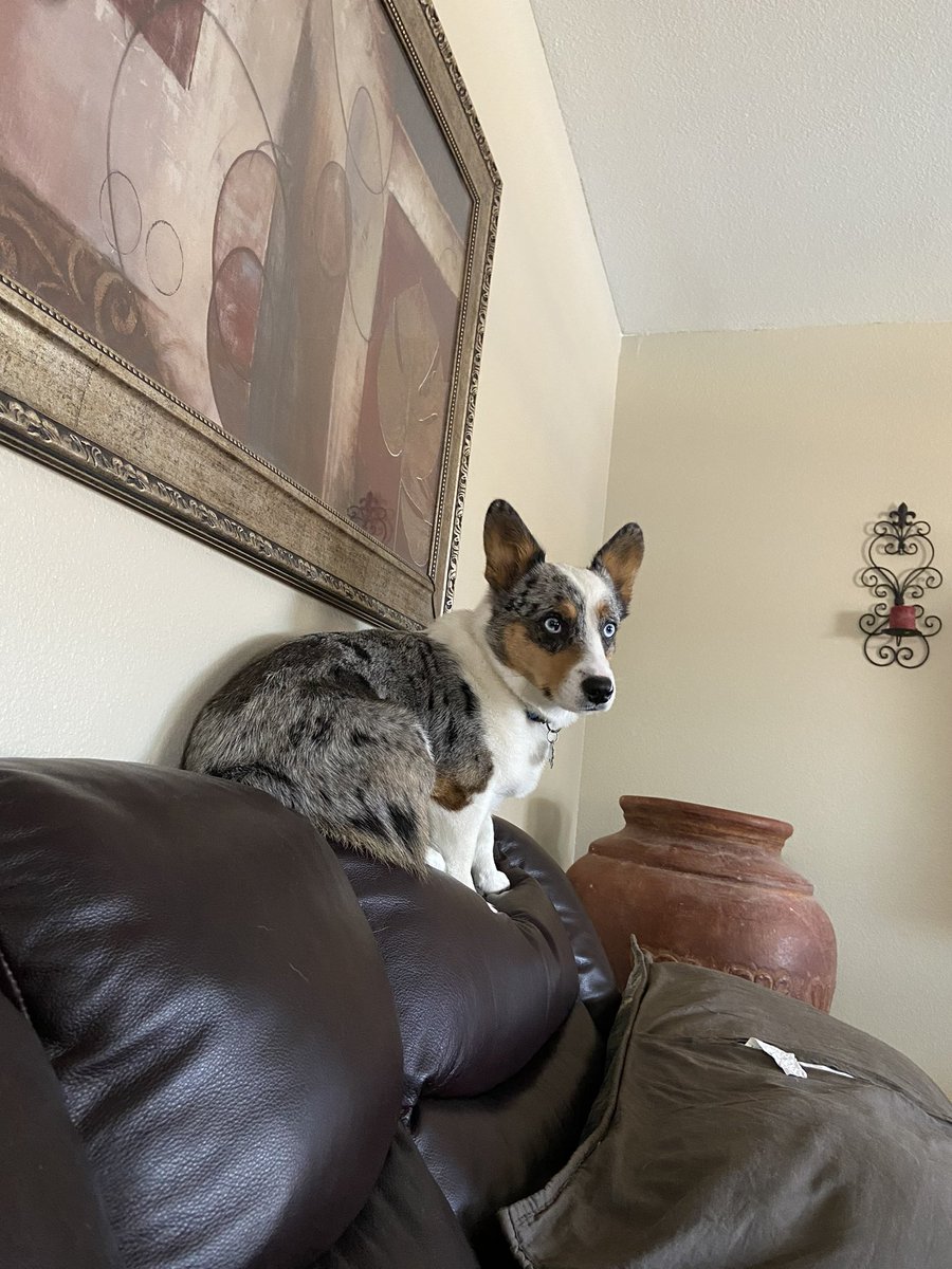 deborah maldonado tweet media