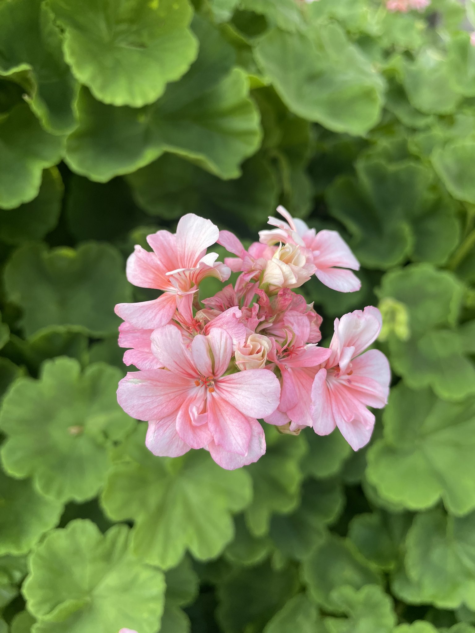 Twu おはようございます 今朝の大津通の花 モンテンジクアオイ この時間でもう蝉が大合唱 大津通の花 モン テンジクアオイ Tlを花でいっぱいにしよう T Co Ikdoju2brz Twitter