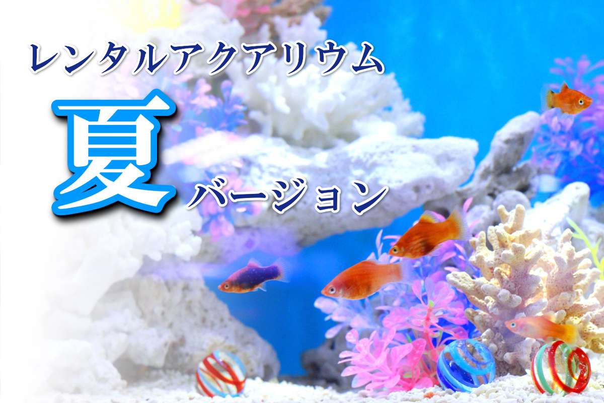 Follow 水槽レンタルサービス S Aqua Rental Latest Tweets Twitter