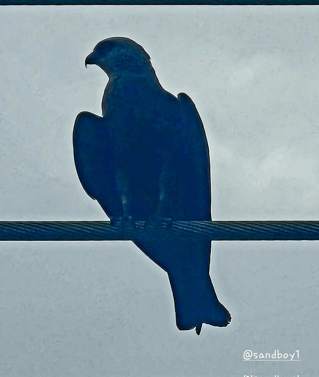 RT @Sandboy1: @ConspiracyCaw Hey Bird, Check out this raptor, sitting on the wire outside my window, moments ago. https://t.co/oBxt3t0mKn