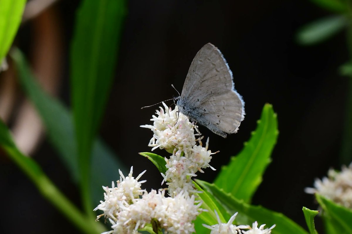 Butterfly of the month - Echo Azure on e-butterfly 3/30/22. Adults have a series of generations from early spring to the fall (February to October) where lack of freezing weather permits. Pictures from Melanie Dicus taken at BCHP 4/3/2022  and more info at buff.ly/3jyvg7q
